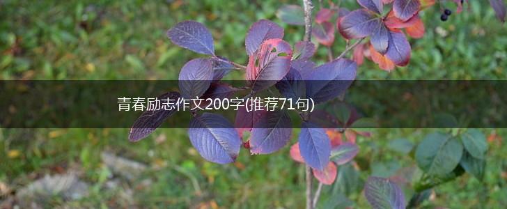 青春励志作文200字(推荐71句),第1张