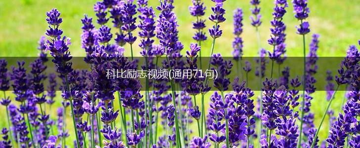 科比励志视频(通用71句),第1张