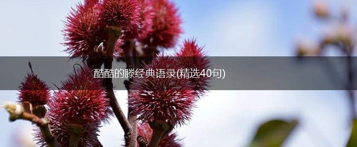 酷酷的滕经典语录(精选40句),第1张