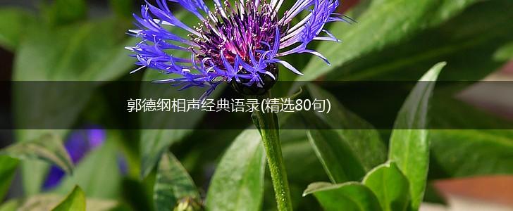 郭德纲相声经典语录(精选80句),第1张