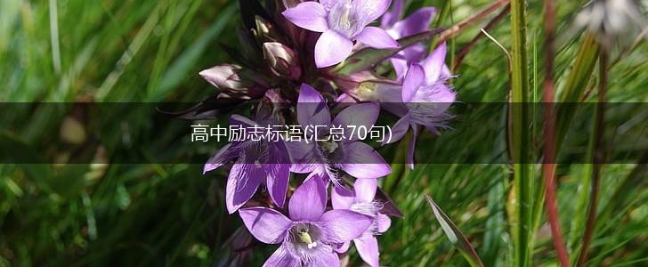高中励志标语(汇总70句),第1张
