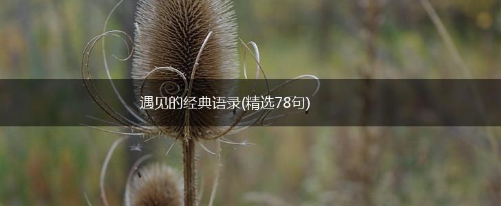 遇见的经典语录(精选78句),第1张