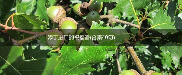 添丁进口的祝福语(合集40句),第1张