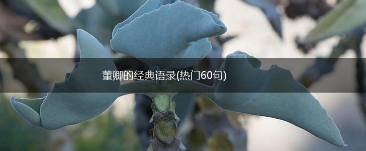 董卿的经典语录(热门60句),第1张