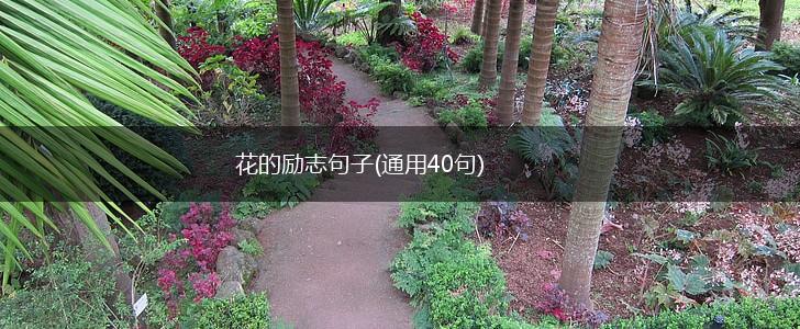 花的励志句子(通用40句),第1张