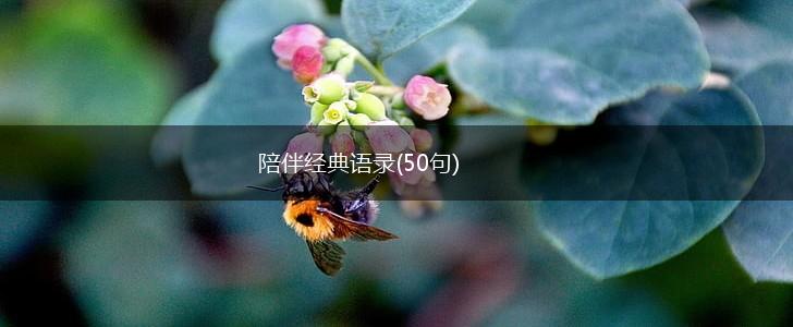 陪伴经典语录(50句),第1张