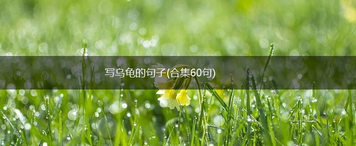 写乌龟的句子(合集60句),第1张
