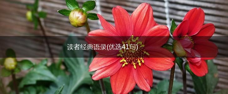 读者经典语录(优选41句),第1张 读者经典语录(优选41句),第1张