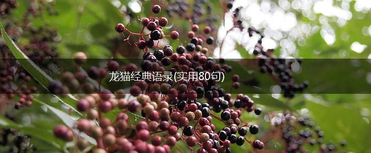 龙猫经典语录(实用80句),第1张