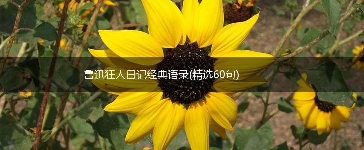鲁迅狂人日记经典语录(精选60句),第1张