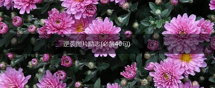 逆袭图片励志(必备40句),第1张