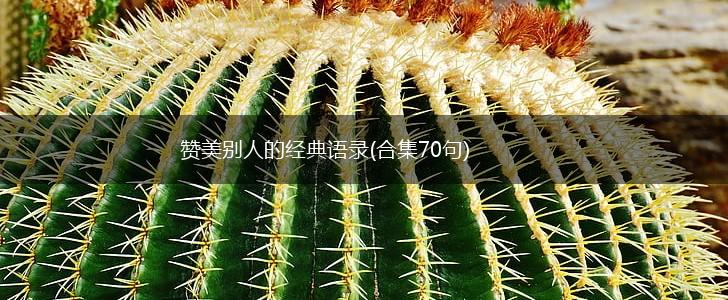 赞美别人的经典语录(合集70句),第1张