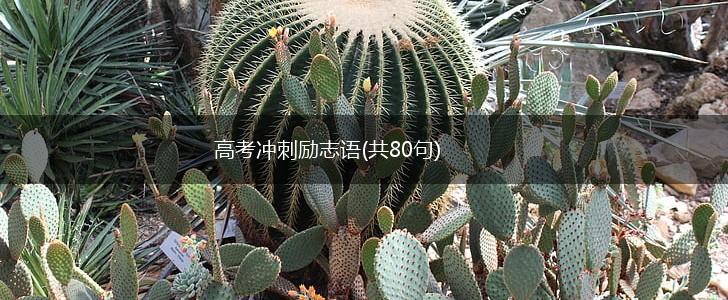 高考冲刺励志语(共80句),第1张