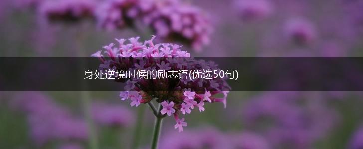 身处逆境时候的励志语(优选50句),第1张