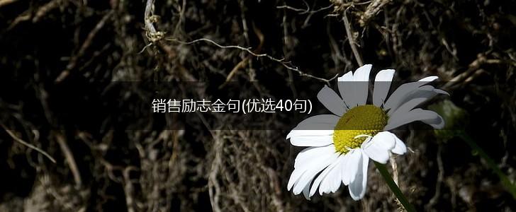 销售励志金句(优选40句),第1张