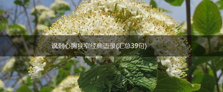 讽刺心胸狭窄经典语录(汇总39句),第1张 讽刺心胸狭窄经典语录(汇总39句),第1张