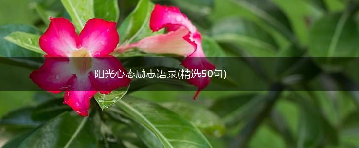 阳光心态励志语录(精选50句),第1张