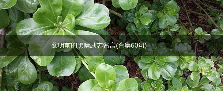黎明前的黑暗励志名言(合集60句),第1张