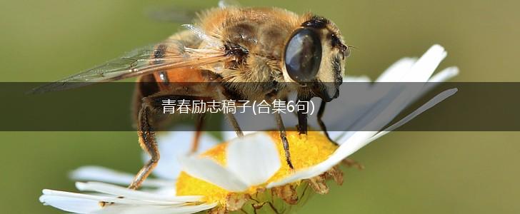 青春励志稿子(合集6句),第1张