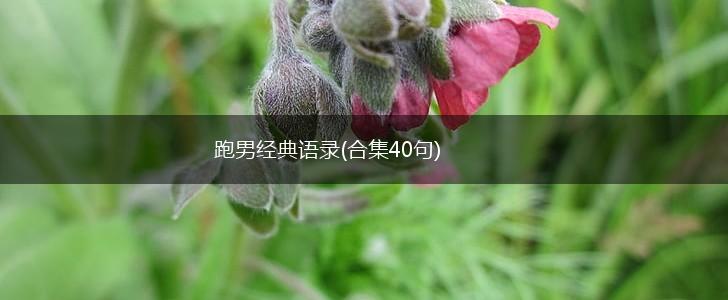 跑男经典语录(合集40句),第1张 跑男经典语录(合集40句),第1张