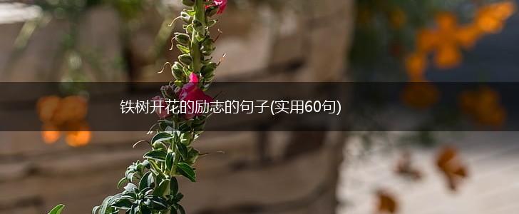 铁树开花的励志的句子(实用60句),第1张