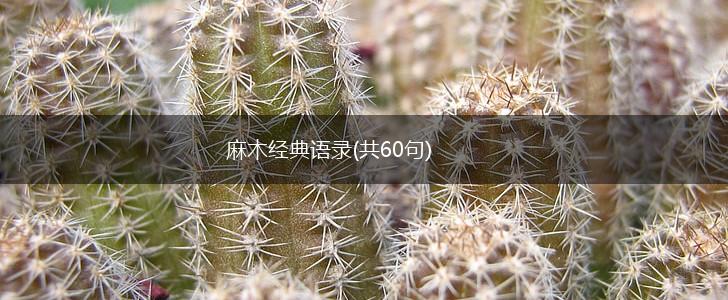 麻木经典语录(共60句),第1张