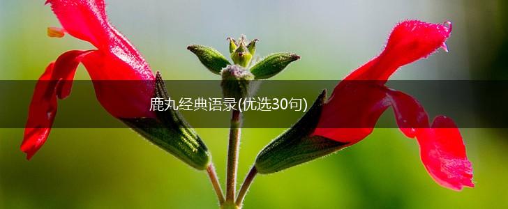 鹿丸经典语录(优选30句),第1张