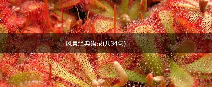 风景经典语录(共34句),第1张