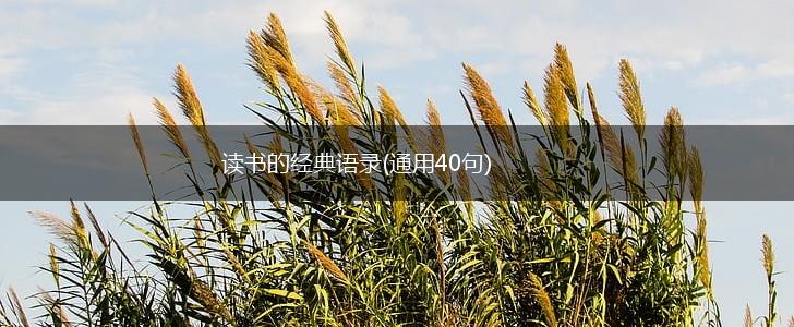 读书的经典语录(通用40句),第1张 读书的经典语录(通用40句),第1张