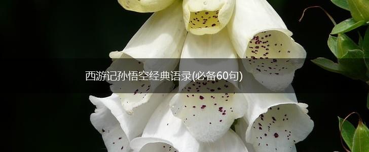 西游记孙悟空经典语录(必备60句),第1张