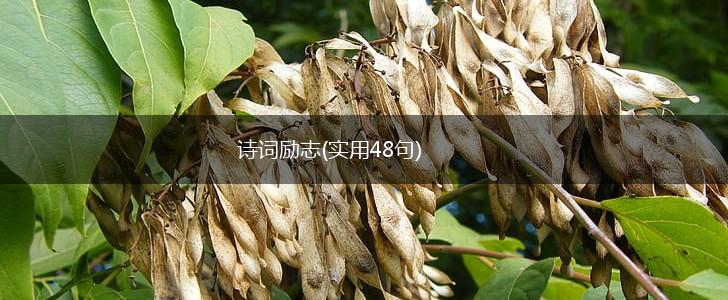 诗词励志(实用48句),第1张