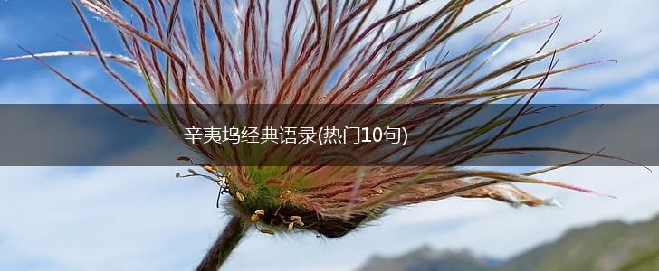 辛夷坞经典语录(热门10句),第1张 辛夷坞经典语录(热门10句),第1张