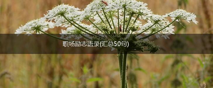职场励志语录(汇总50句),第1张