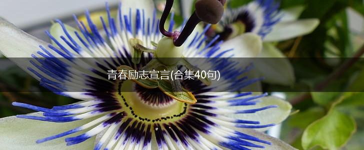 青春励志宣言(合集40句),第1张