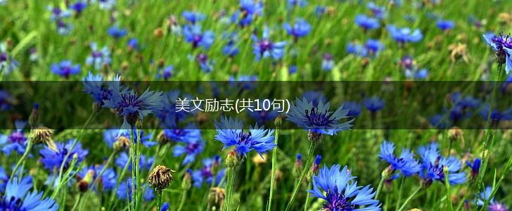 美文励志(共10句),第1张 美文励志(共10句),第1张