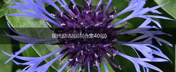 现代励志短诗(合集40句),第1张