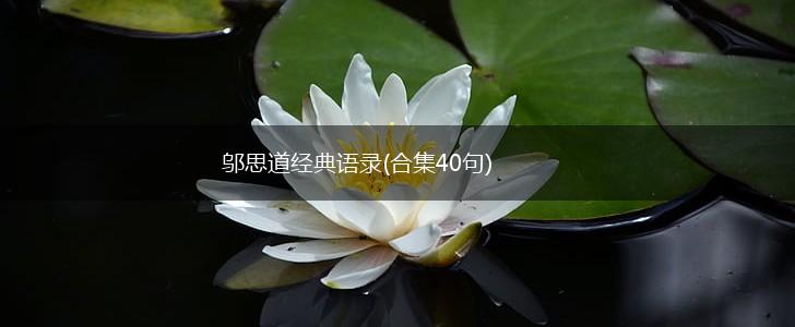邬思道经典语录(合集40句),第1张