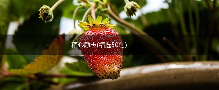 精心励志(精选50句),第1张 精心励志(精选50句),第1张