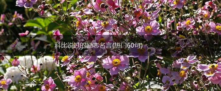 科比说过的励志名言(热门60句),第1张