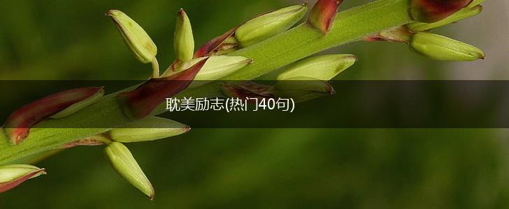 耽美励志(热门40句),第1张
