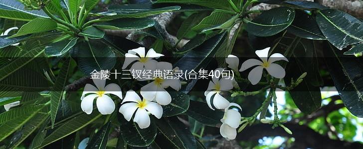 金陵十三钗经典语录(合集40句),第1张