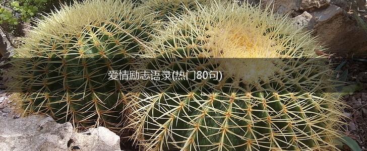 爱情励志语录(热门80句),第1张