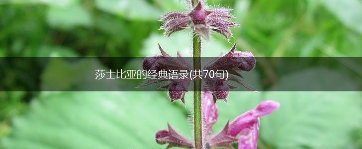 莎士比亚的经典语录(共70句),第1张 莎士比亚的经典语录(共70句),第1张