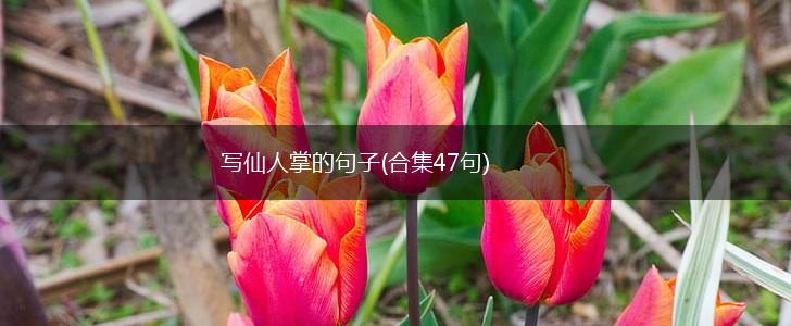 写仙人掌的句子(合集47句),第1张