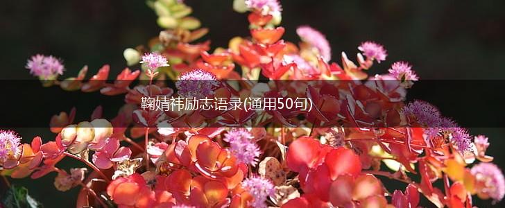 鞠婧祎励志语录(通用50句),第1张