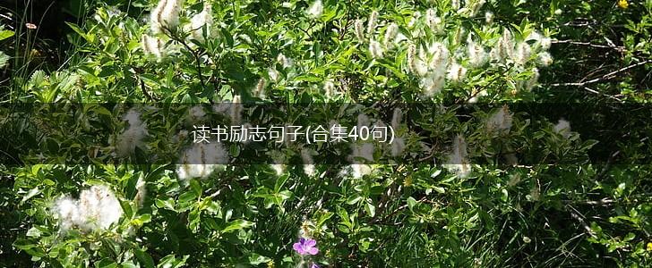读书励志句子(合集40句),第1张