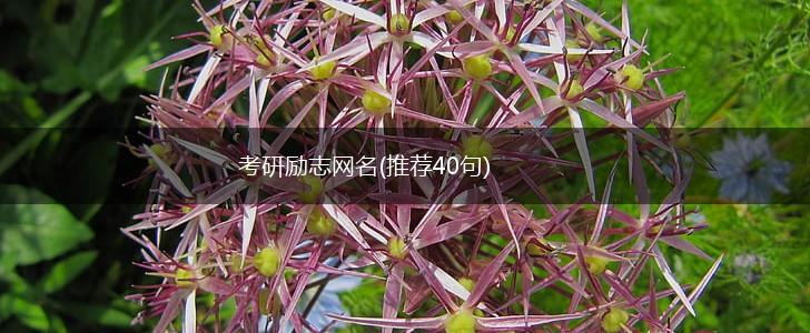 考研励志网名(推荐40句),第1张 考研励志网名(推荐40句),第1张