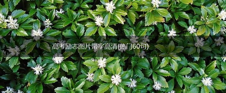 高考励志图片带字高清(热门60句),第1张