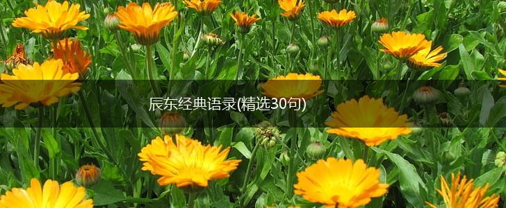 辰东经典语录(精选30句),第1张