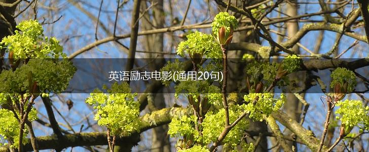 英语励志电影(通用20句),第1张